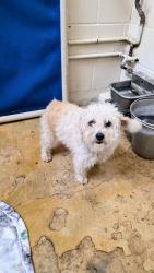 Found/Stray Male Dog last seen Bulverde/ Jung road area, San Antonio, TX 78247