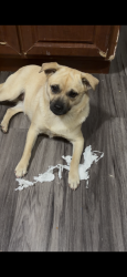 Lost Female Dog last seen Camellia road and cobolt, Victorville, CA 92392