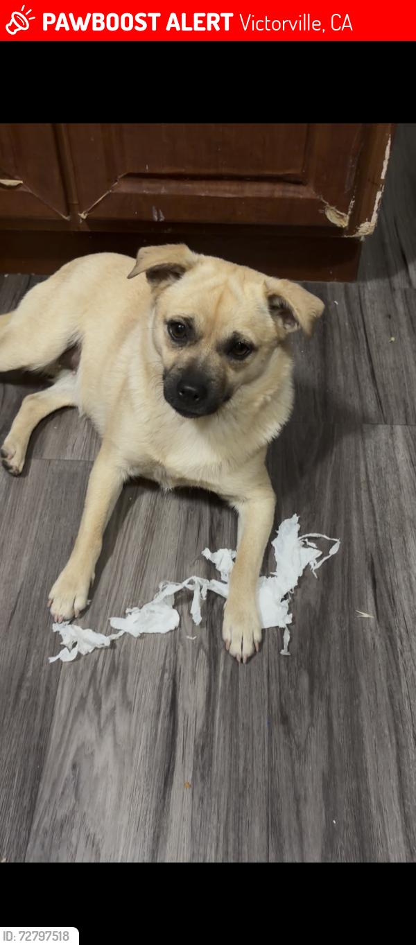 Lost Female Dog last seen Camellia road and cobolt, Victorville, CA 92392