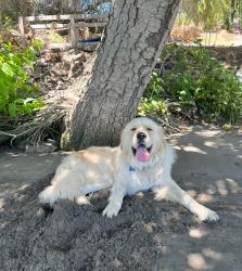 Lost Female Dog last seen ryer island, Walnut Grove, CA 95690