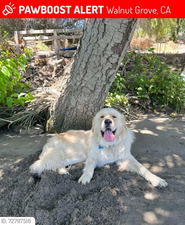 Lost Female Dog last seen ryer island, Walnut Grove, CA 95690