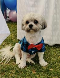 Lost Male Dog last seen Near N Orleans St , Aurora, CO 80019