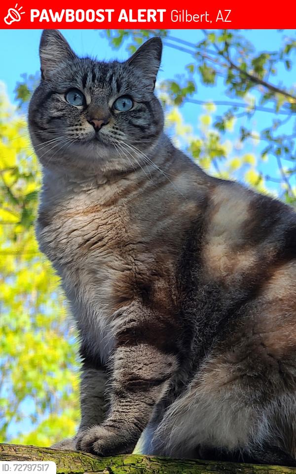 Lost Female Cat last seen Gilbert and Guadalupe, Gilbert, AZ 85233