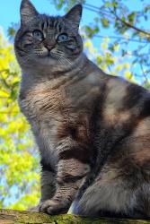 Lost Female Cat last seen Gilbert and Guadalupe, Gilbert, AZ 85233