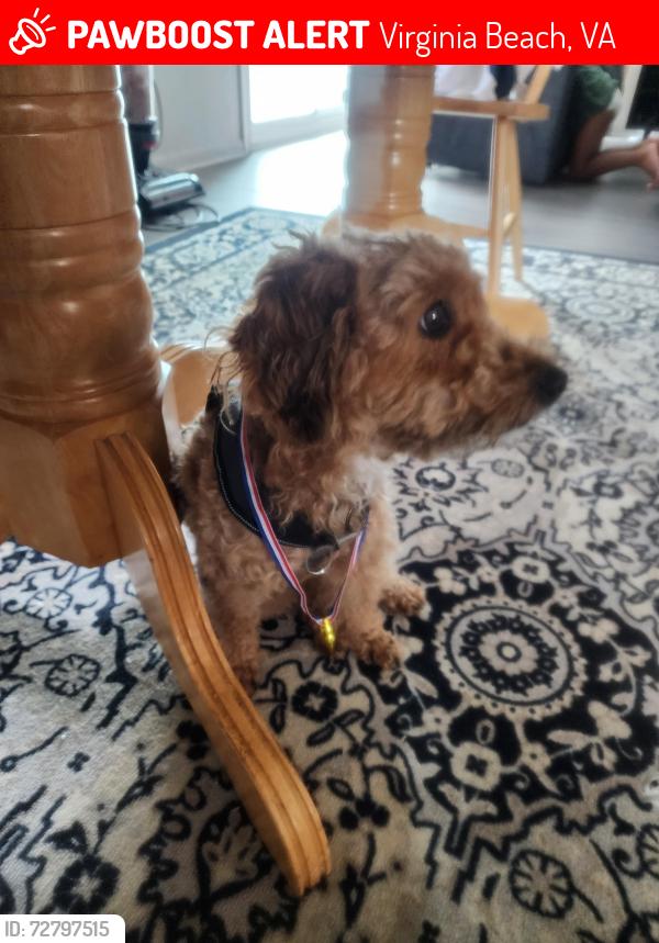 Lost Male Dog last seen Near the New Daycare, Virginia Beach, VA 23464