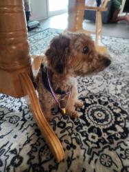 Lost Male Dog last seen Near the New Daycare, Virginia Beach, VA 23464