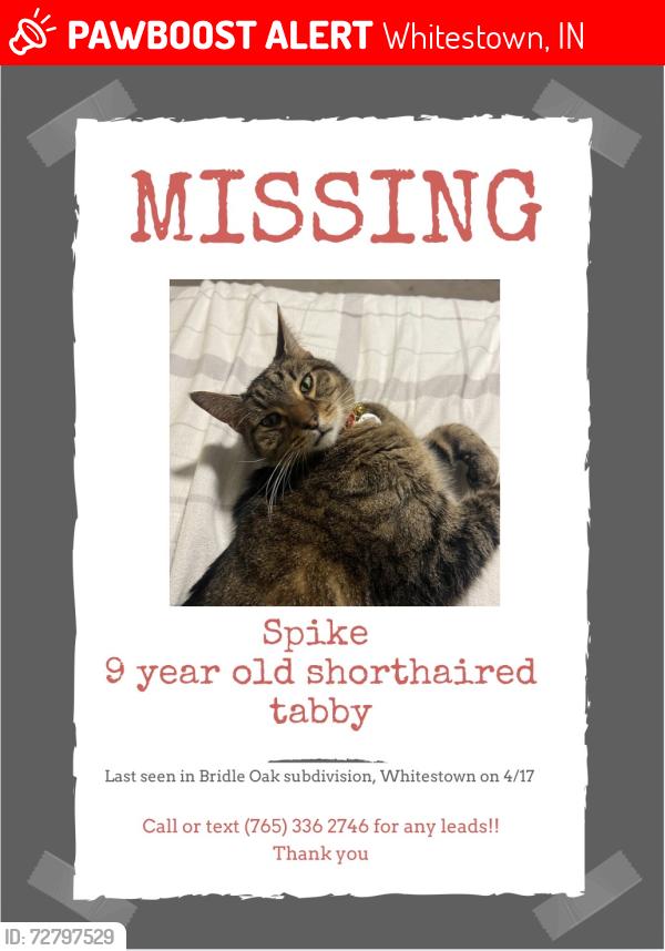 Lost Male Cat last seen Seattle Slew Drive and Albert S. White, Whitestown, IN 46075