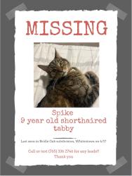 Lost Male Cat last seen Seattle Slew Drive and Albert S. White, Whitestown, IN 46075