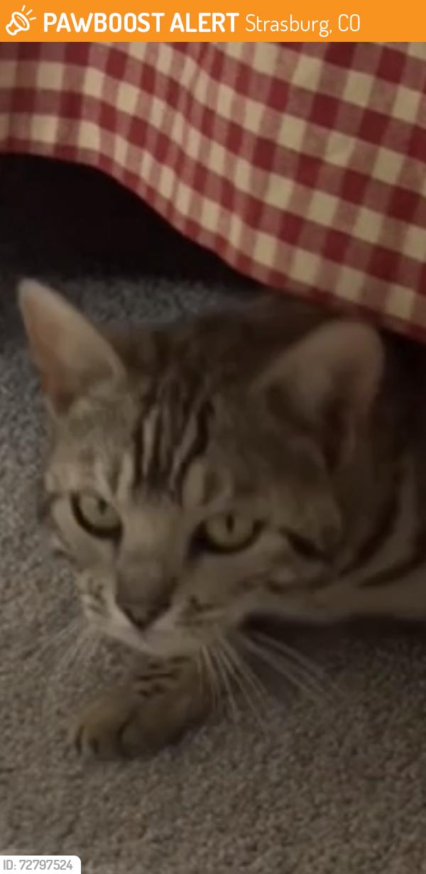Found/Stray Female Cat last seen Near Hwy 157, Strasburg, CO 80136