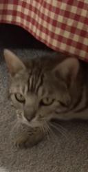 Found/Stray Female Cat last seen Near Hwy 157, Strasburg, CO 80136