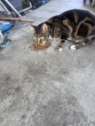 Found/Stray Female Cat last seen Lincoln Mobile  Park, Cypress, CA 90630