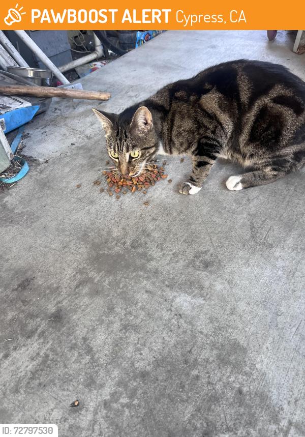 Found/Stray Female Cat last seen Lincoln Mobile  Park, Cypress, CA 90630