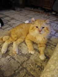 Lost Male Cat last seen 3rd and Water St. Ranshaw  Pa. 17866, Ranshaw, PA 17866