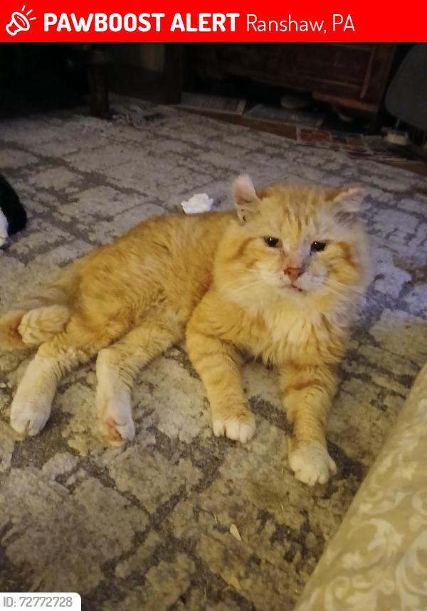 Lost Male Cat last seen 3rd and Water St. Ranshaw  Pa. 17866, Ranshaw, PA 17866