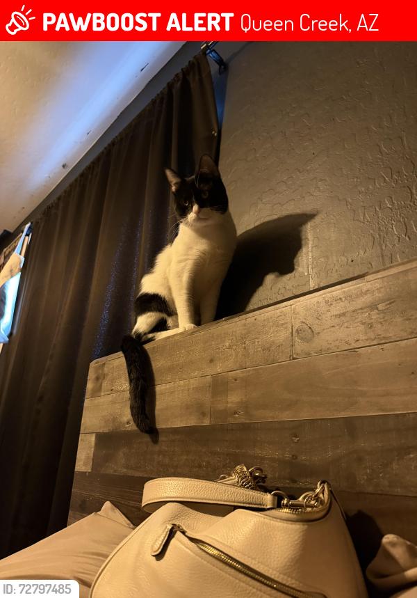 Lost Male Cat last seen Near Bella Vis Rd, Queen Creek, AZ 85143