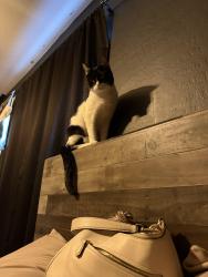 Lost Male Cat last seen Near Bella Vis Rd, Queen Creek, AZ 85143