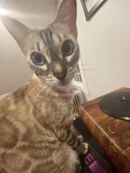 Lost Female Cat last seen Oak St Tenafly NJ, Tenafly, NJ 07670