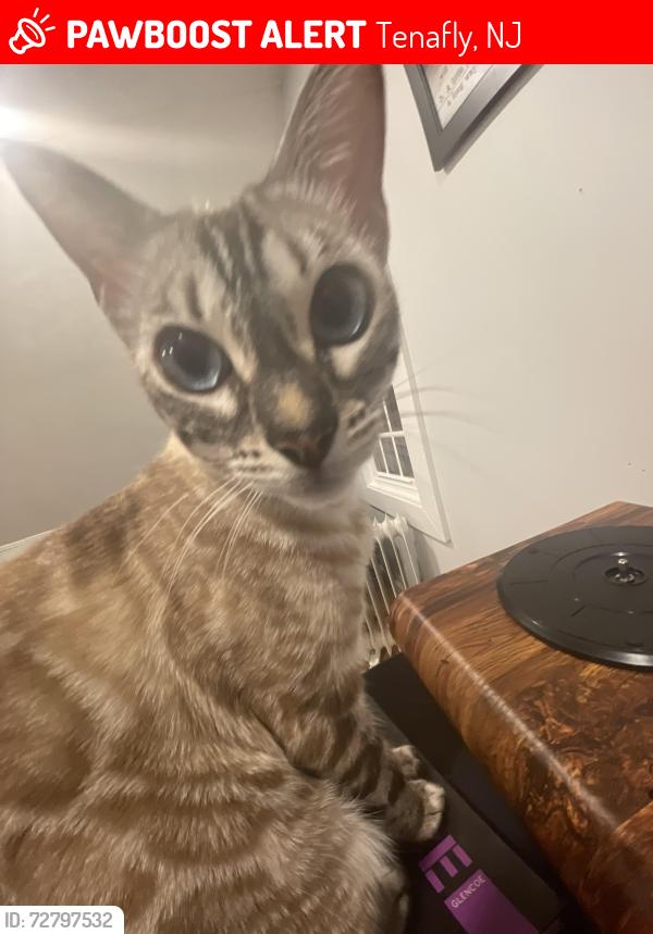 Lost Female Cat last seen Oak St Tenafly NJ, Tenafly, NJ 07670
