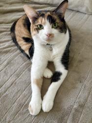 Lost Female Cat last seen Hickory hill, FM 1830, Argyle, TX 76226