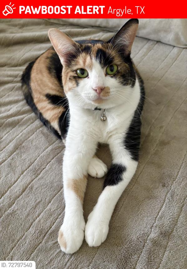 Lost Female Cat last seen Hickory hill, FM 1830, Argyle, TX 76226