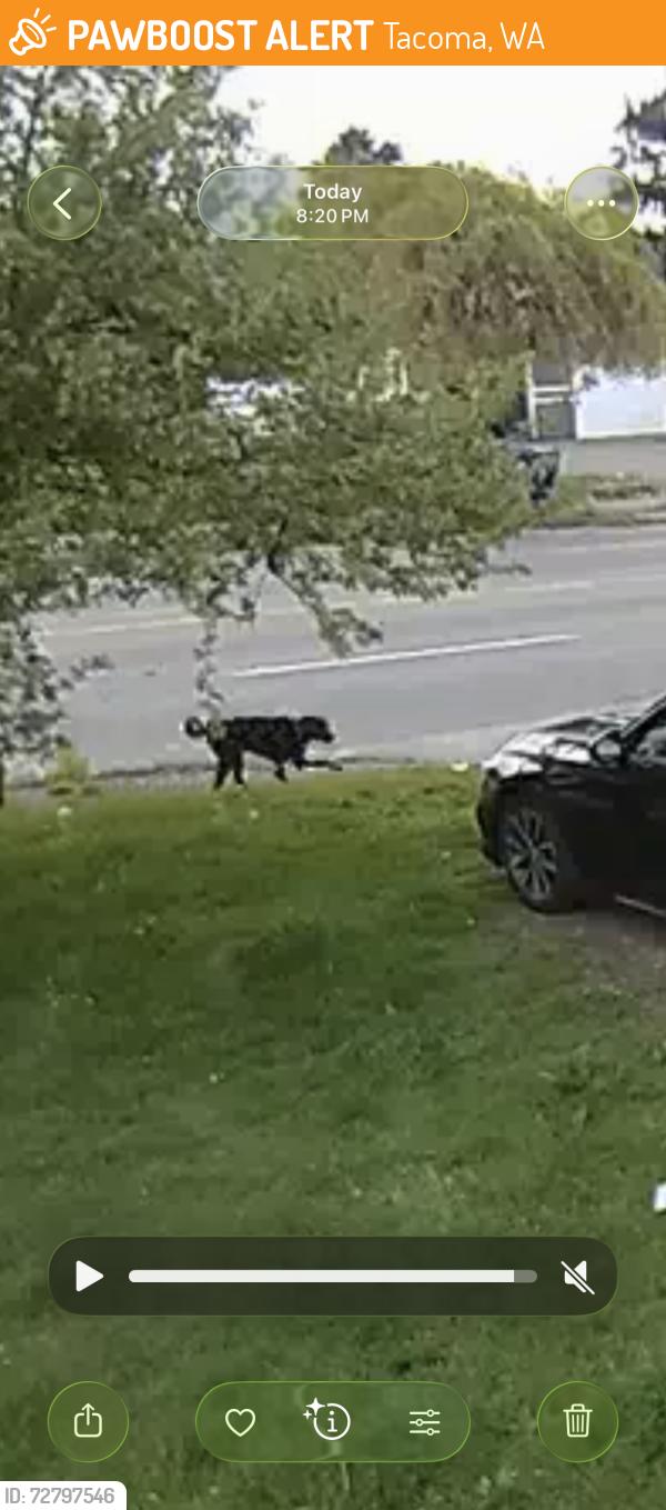 Found/Stray Male Dog last seen South 84th St & South Sheridan Avenue Tacoma WA, Tacoma, WA 98444