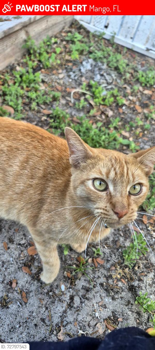 Lost Female Cat last seen Trail Dr, Mango, FL 33584, Mango, FL 33584