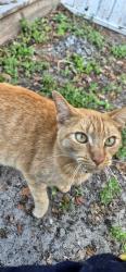 Lost Female Cat last seen Trail Dr, Mango, FL 33584, Mango, FL 33584