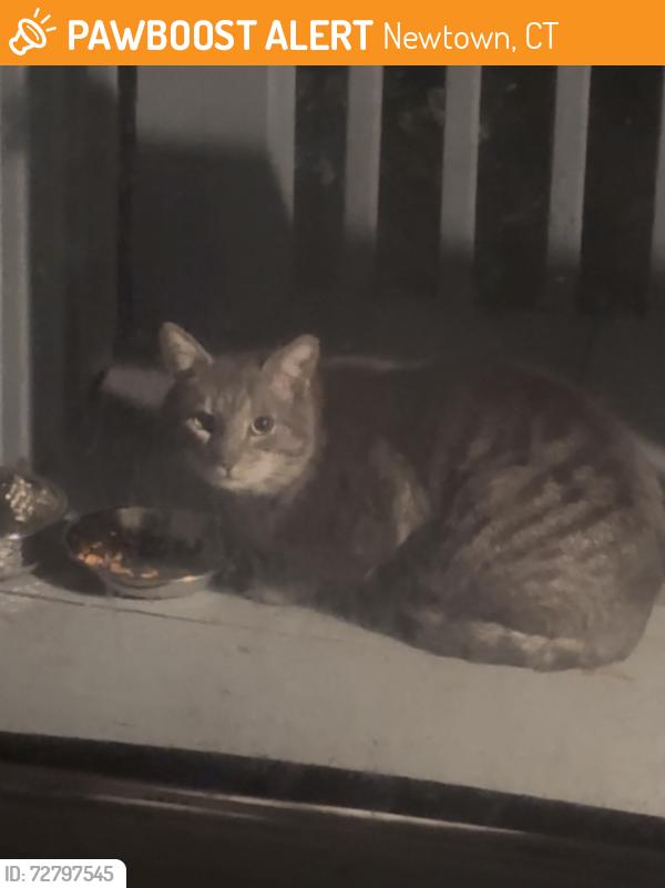 Found/Stray Unknown Cat last seen Barntaco, Newtown, CT 06482