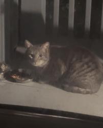 Found/Stray Unknown Cat last seen Barntaco, Newtown, CT 06482