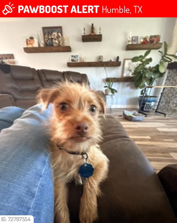 Lost Male Dog last seen Near Oriole trail, Humble, TX 77338