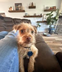 Lost Male Dog last seen Near Oriole trail, Humble, TX 77338