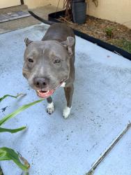 Found/Stray Female Dog last seen Jamaica Road, Spring Hill, FL 34606