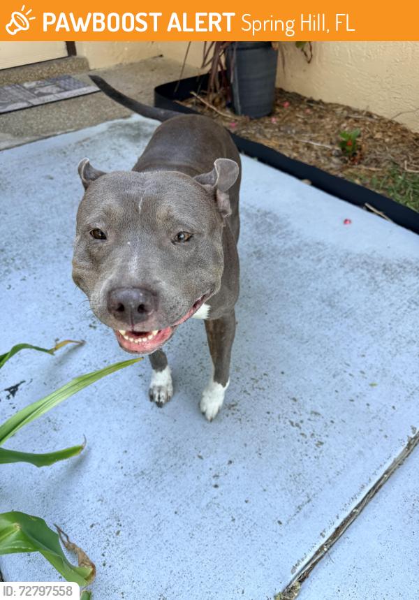 Found/Stray Female Dog last seen Jamaica Road, Spring Hill, FL 34606