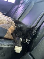 Found/Stray Unknown Cat last seen Found injured the side of the road,, San Marcos, TX 78666