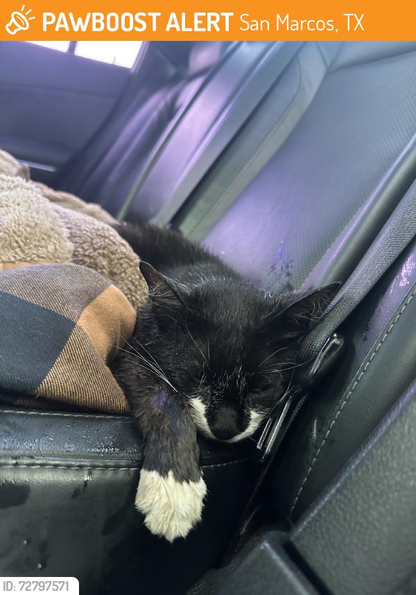 Found/Stray Unknown Cat last seen Found injured the side of the road,, San Marcos, TX 78666