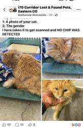 Found/Stray Male Cat last seen Near Hwy 157, Strasburg, CO 80136