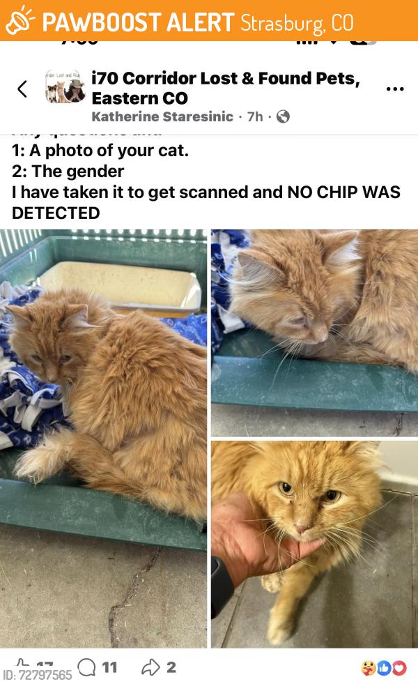 Found/Stray Male Cat last seen Near Hwy 157, Strasburg, CO 80136