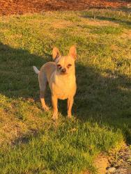 Lost Male Dog last seen Federal way. Washington , Federal Way, WA 98003