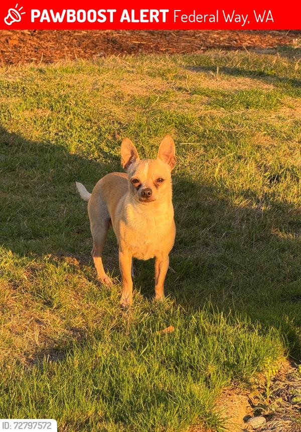 Lost Male Dog last seen Federal way. Washington , Federal Way, WA 98003