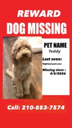 Lost Female Dog last seen Kayden, San Antonio, TX 78210