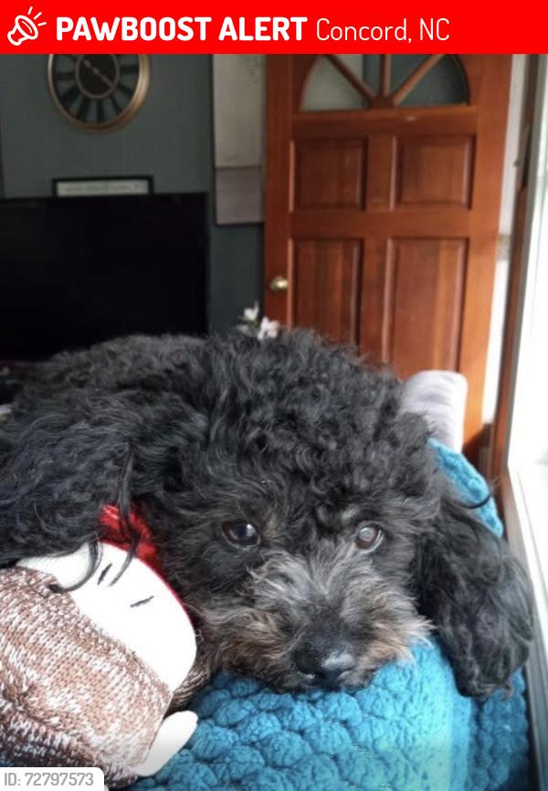 Lost Female Dog last seen Copper field boulevard 1040 concord nc , Concord, NC 28025