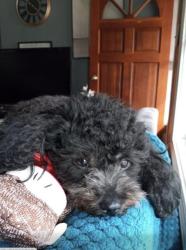 Lost Female Dog last seen Copper field boulevard 1040 concord nc , Concord, NC 28025