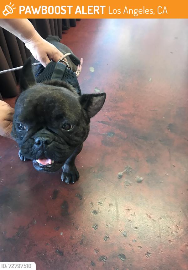 Found/Stray Female Dog last seen Central and 52nd, Los Angeles, CA 90011