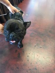 Found/Stray Female Dog last seen Central and 52nd, Los Angeles, CA 90011