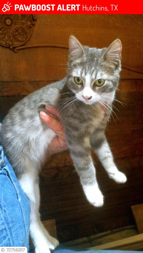 Lost Male Cat last seen Chapman Street , Hutchins, TX 75141