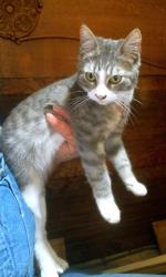 Lost Male Cat last seen Chapman Street , Hutchins, TX 75141