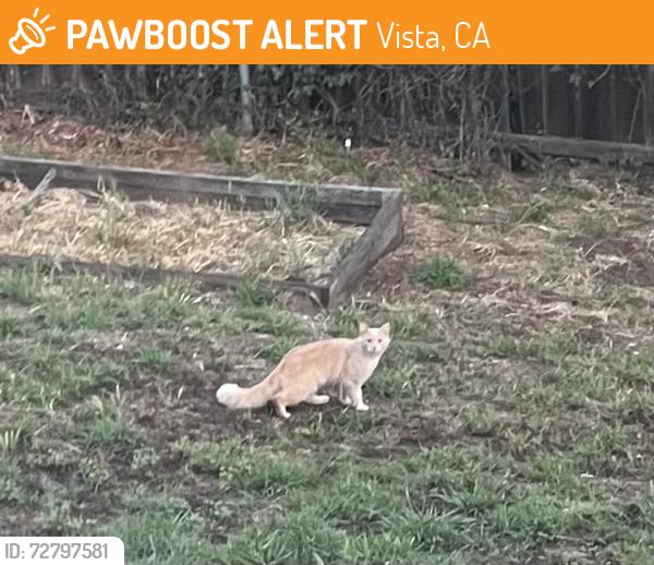 Found/Stray Unknown Cat last seen Sunset Dr & Sierra Ct, Vista, CA 92081