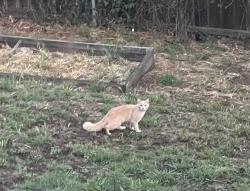 Found/Stray Unknown Cat last seen Sunset Dr & Sierra Ct, Vista, CA 92081