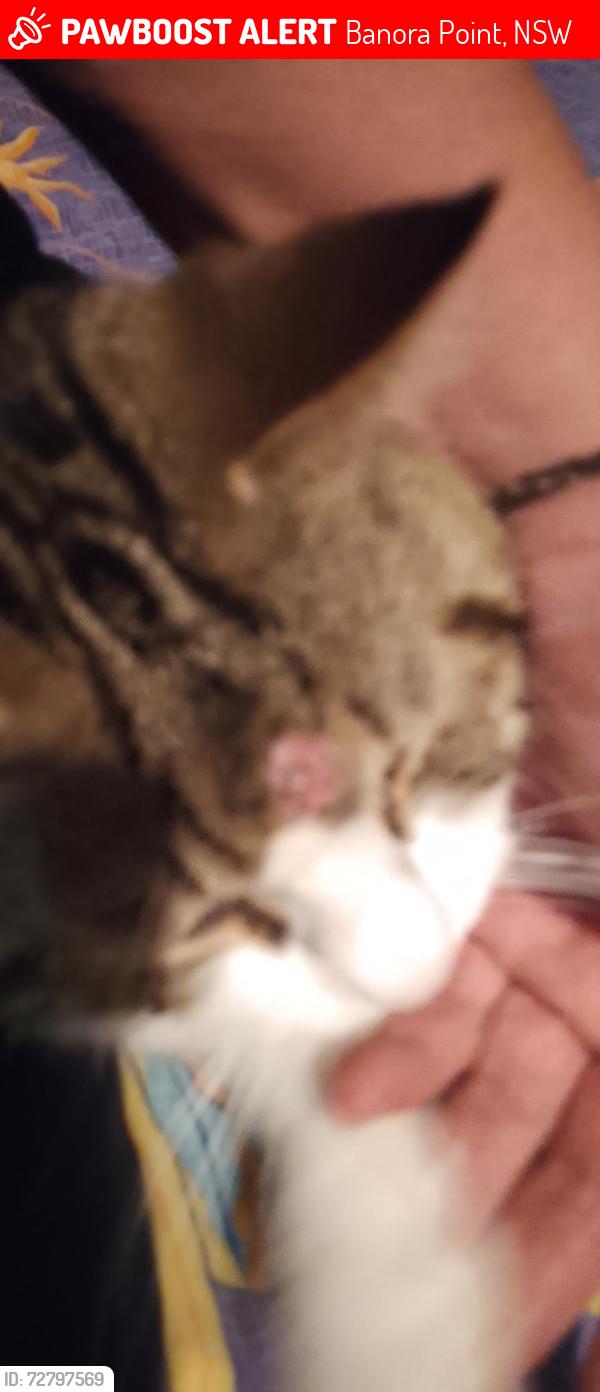 Lost Female Cat last seen Honeymurtel , Banora Point, NSW 2486