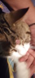 Lost Female Cat last seen Honeymurtel , Banora Point, NSW 2486
